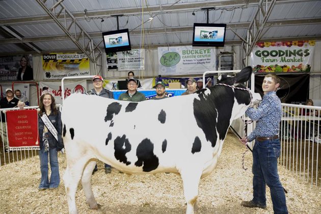 grand Champion Dairy Steer