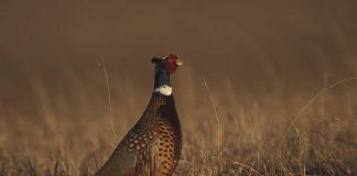 Ring-necked pheasants
