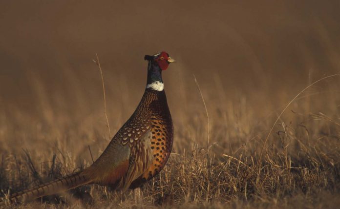 Ring-necked pheasants Ring-necked pheasants