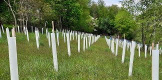 planting for wildlife