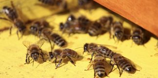 Feral honey bees