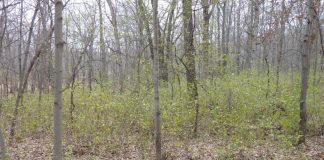 buckthorn