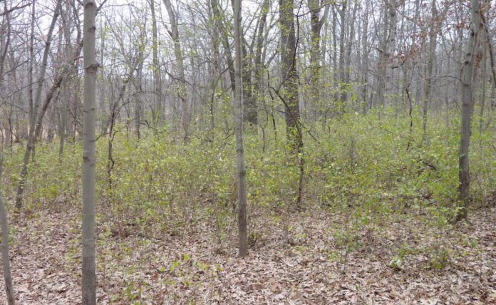 buckthorn buckthorn