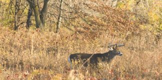 deer