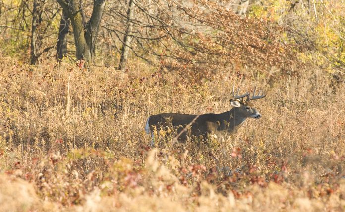 deer deer