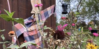 Coneflower seedheads