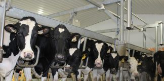 Dairy cows