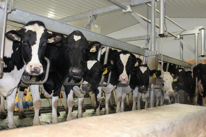 Dairy cows Dairy cows