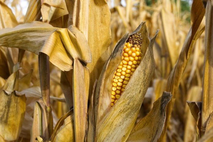 corn corn