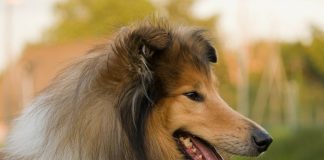 collie