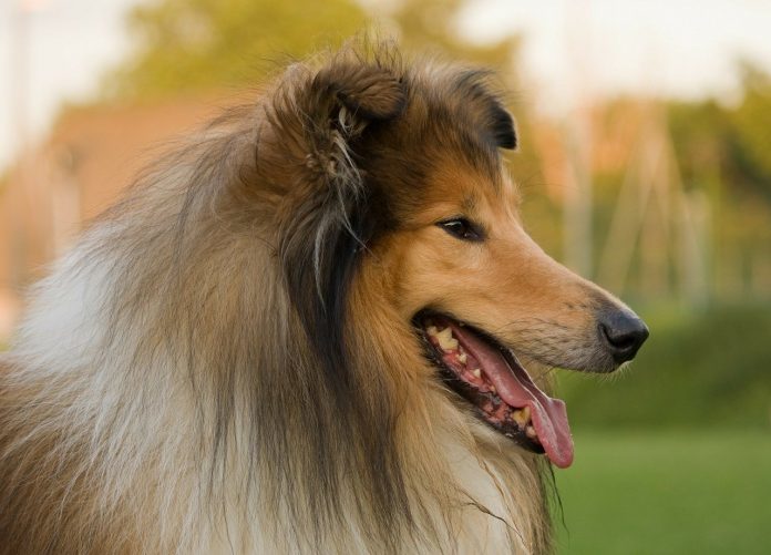 collie collie