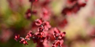 japanese barberry