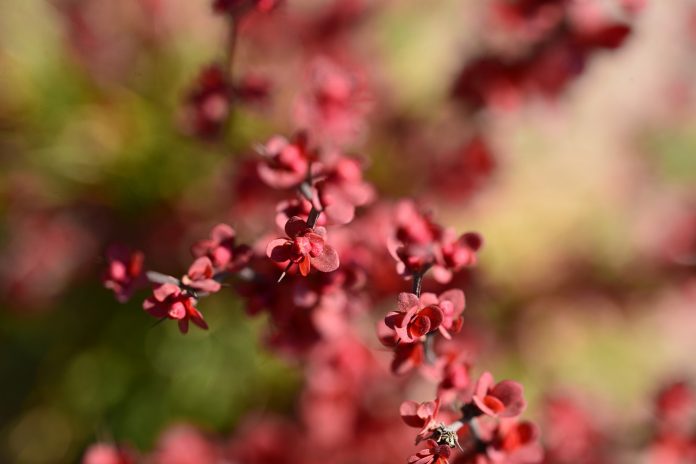 japanese barberry japanese barberry
