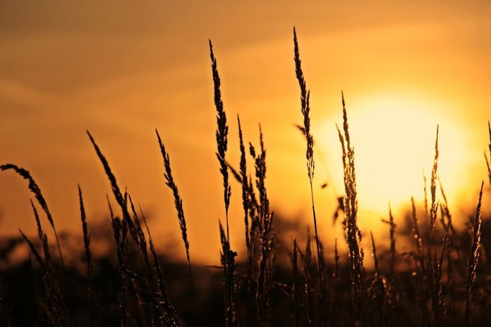 meadow sunset meadow sunset