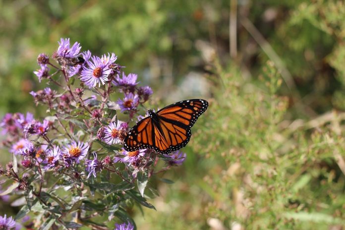 monarch on New England aster monarch on New England aster