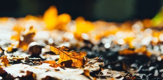 fall leaves