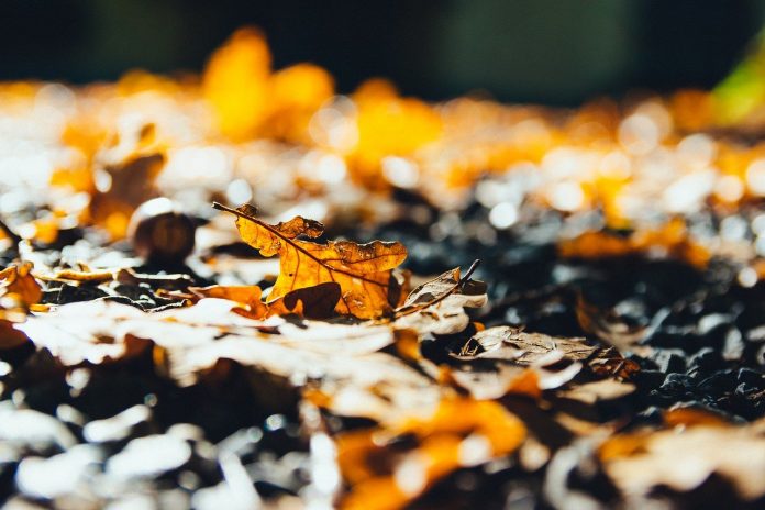 fall leaves fall leaves