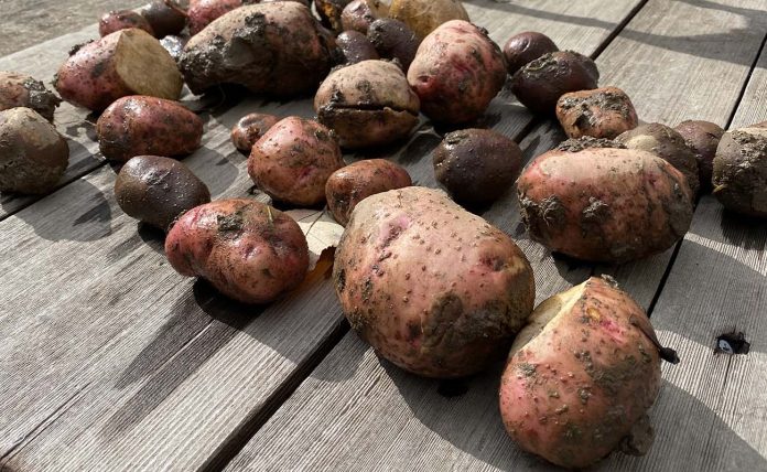 potatoes potatoes