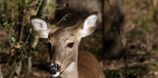 whitetail doe