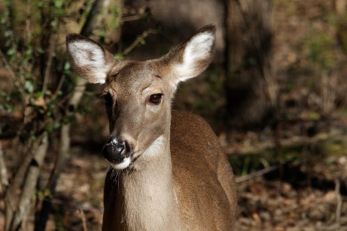 whitetail doe whitetail doe
