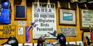 decoy ducks