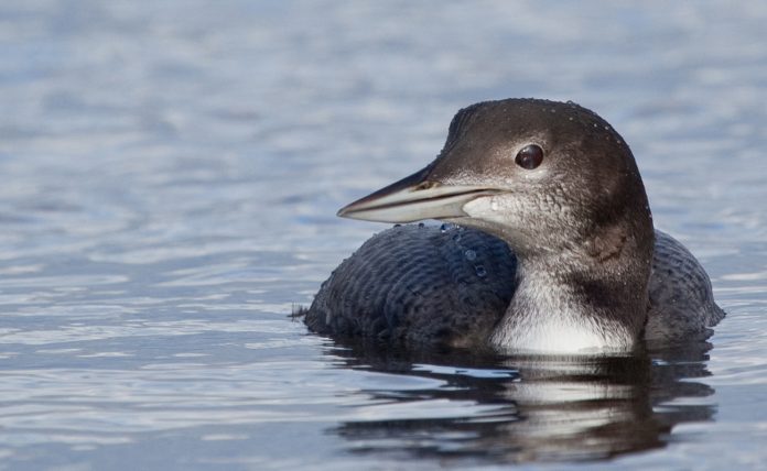 common loon common loon