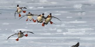 Red-breasted mergansers