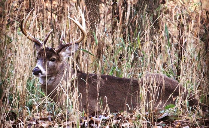 deer deer