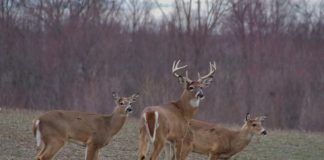 deer