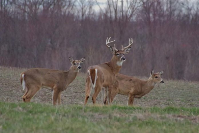 deer deer