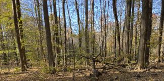 woodlot