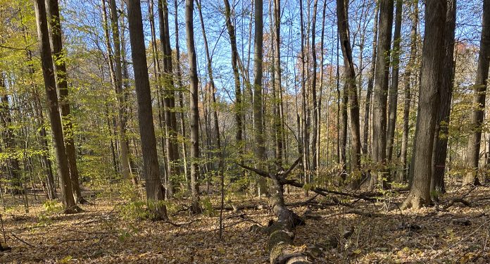 woodlot woodlot