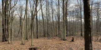 Winter woods