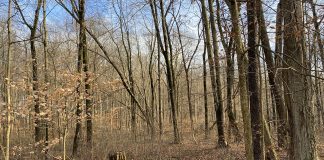 Winter woods