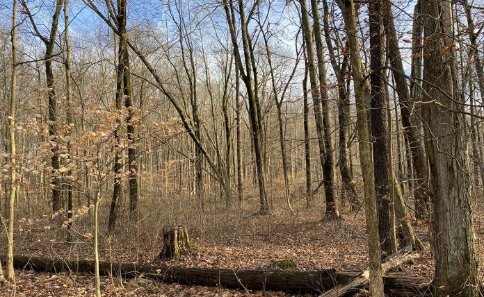 Winter woods Winter woods