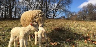 ewe and lambs