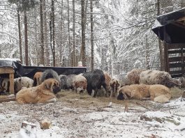 livestock guardian dogs