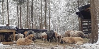 livestock guardian dogs