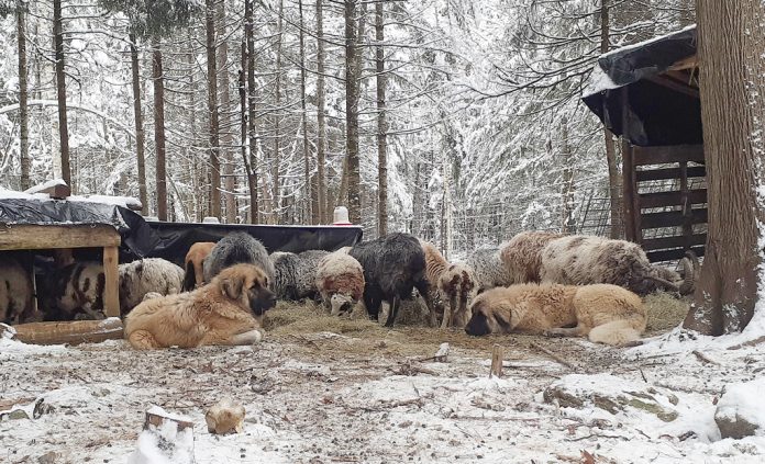 Tarma_Dec21SevenReina_Sheep_edited livestock guardian dogs