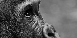 gorilla
