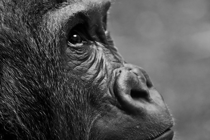 gorilla gorilla