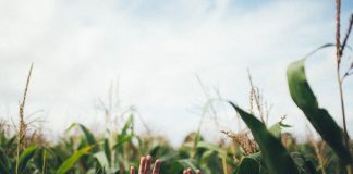 hands in a corn field