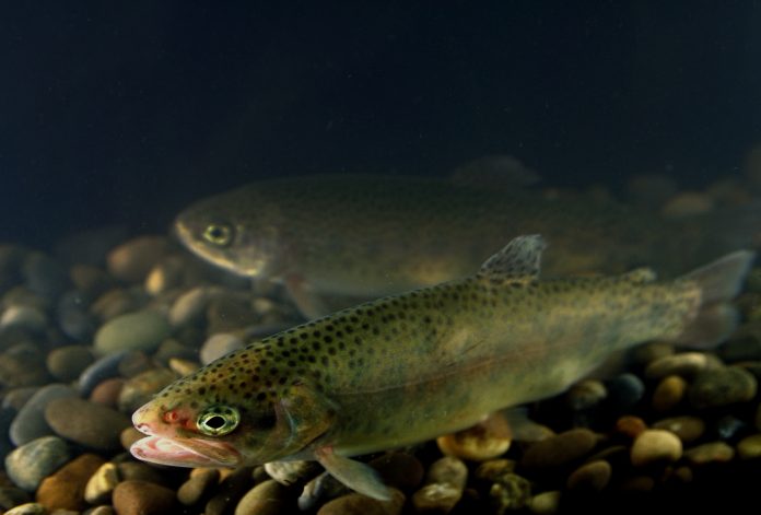 Rainbow trout swimming Two rainbow trout swimming.