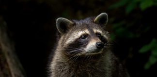 raccoon