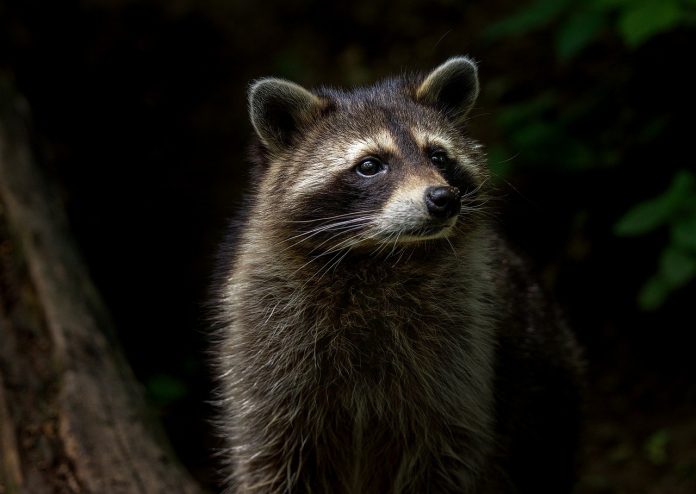 raccoon raccoon