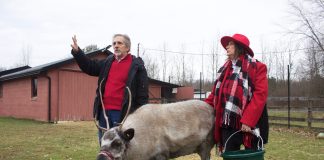 A man and and a woman stand in a pasture with a reindeer.