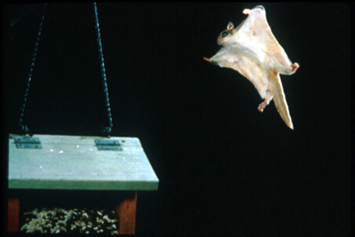 Southern flying squirrel Southern flying squirrel