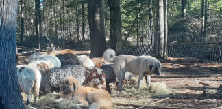 livestock guardian dogs and sheep