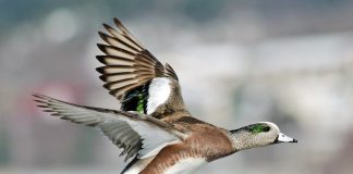American wigeon