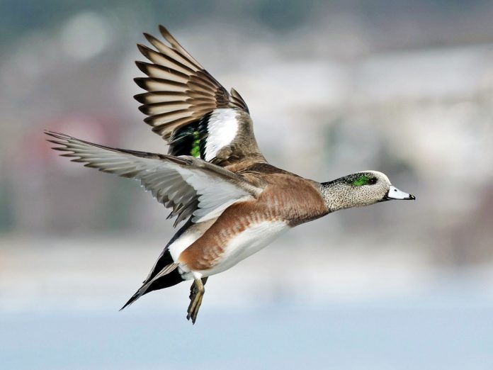 avian flu American wigeon